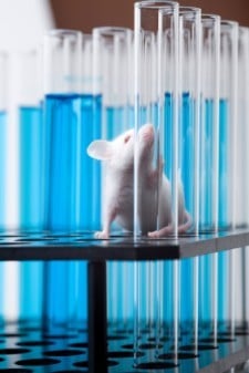 Laboratory mouse