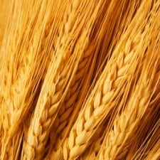 wheat