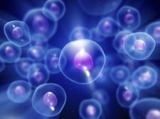 Cells