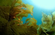 sea vegetables