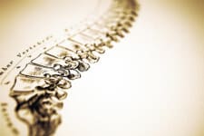 spine-drawing