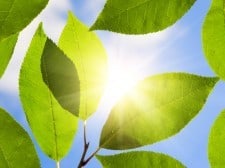 sun through leaves