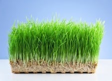 wheatgrass
