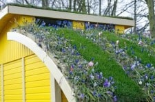 green-roof-flowers