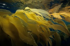 Brown Algae