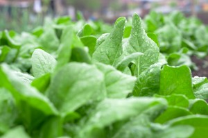 spinach